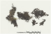 藏品(耳葉蘚屬)的圖片